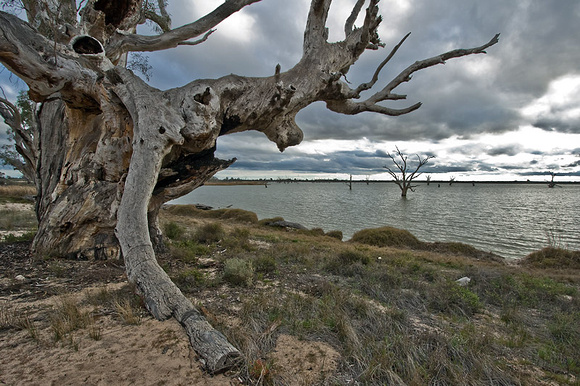 Tree at Dusk, Lake Bonney, SA