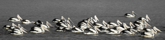 Pelican Mob