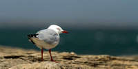 Against the Wind, Gull