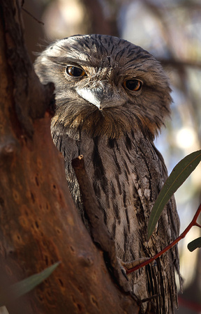 Tawny Frogmouth (Female)