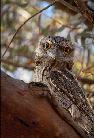 Tawny Frogmouth (Male)