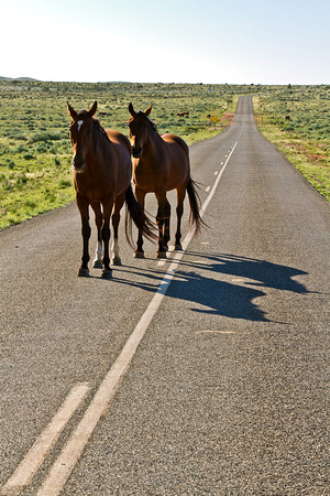 2 horse power, Silverton, NSW