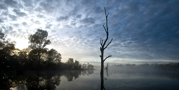 "Morning Fog", Nagambie, Vic