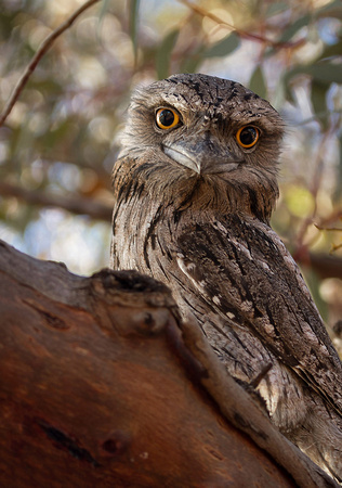 Tawny Frogmouth (Cropped)